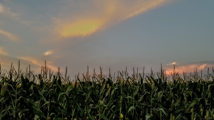 Sunset cornfield 2