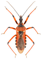The assassin bug Rhynocoris iracundus isolated on white background, dorsal view.