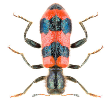 Checkered beetle Cleridae, Trichodes apiarius isolated on white background, dorsal view.
