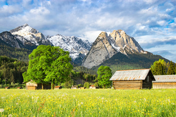 Fototapeta premium Alpine morning rural landscape with spring flowering valley meadow