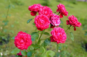 red rose bush flowers after rain