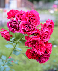 red rose bush flowers after rain