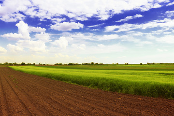 Plowed field and green wheat