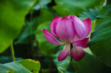 Beautiful blossoming lotus in summer