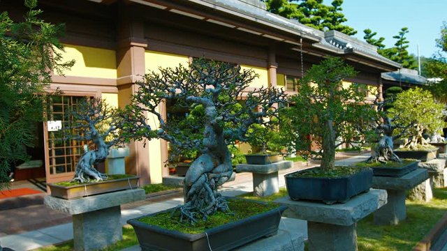 Mature Bonsai trees on concrete pedestals, in the gardens of Chi Lin Nunnery, a popular attraction in Hong Kong, China.