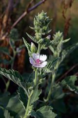 Marshmallow (Althaea officinalis).