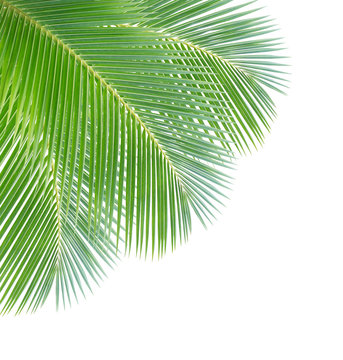 Coconut leaf isolated on white background
