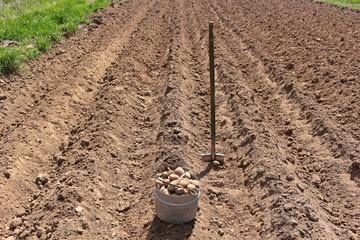Planting potatoes