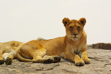 Lion