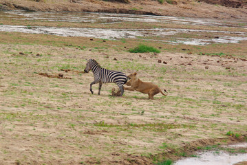 Fototapeta na wymiar Lion hunts a Zebra