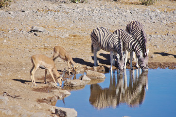 Plakat Zebras and gazelle drinking