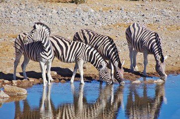 Fototapeta na wymiar Zebras drinking