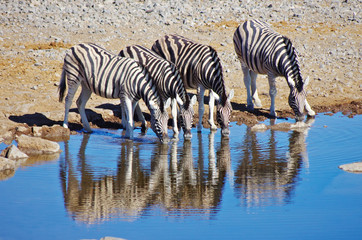 Obraz na płótnie Canvas Zebras drinking