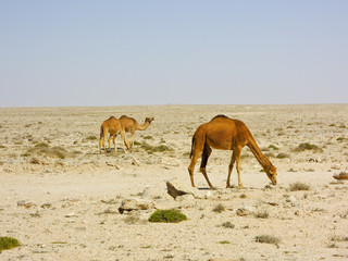 Camel caravan going through the desert on beautiful sunrise