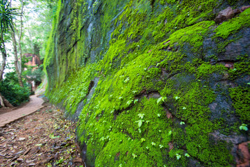 moss on stone