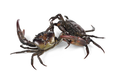 Male field crab on white background.