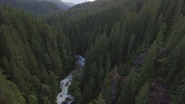 Flyback Aerial of River in Forest Valley with Thick Trees