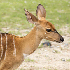 Female small deer
