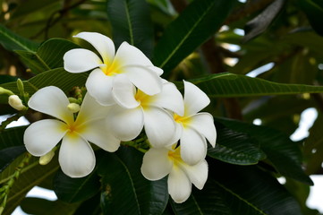 Beautiful plumeria flowers in the garden.