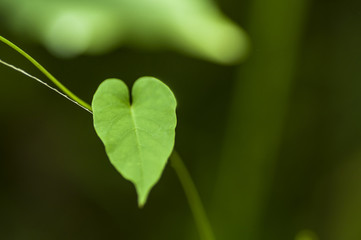 Hoja verda en forma de corazón