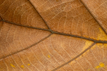 close up dry leaf.(Selective focus)