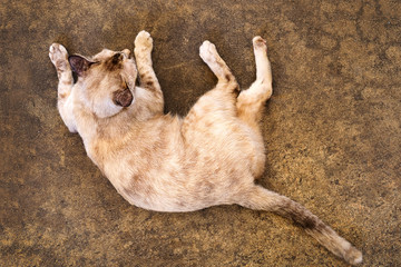 top view cat lying