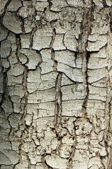 texture of tree bark
