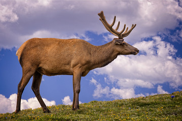 Elk, Rocky Mountain National Park, Colorado, USA