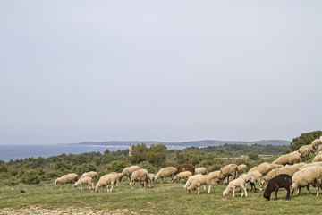 Naklejka premium Schafe in Istrien