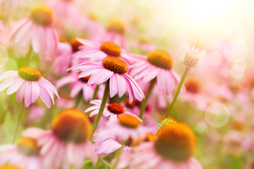 Fototapeta premium purple coneflowers