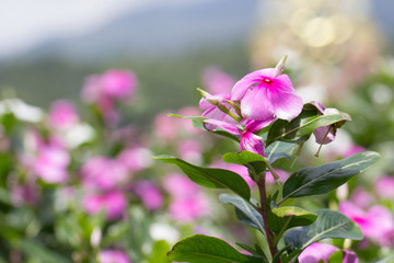 Flowers in the garden