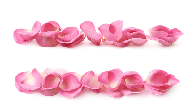 Line of pink rose petals