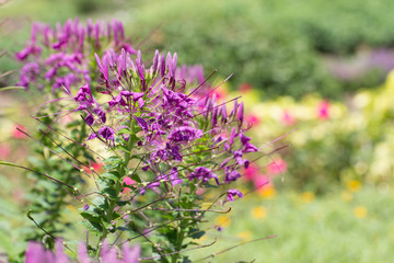 Flowers in the garden