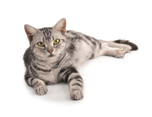 cat on white background.