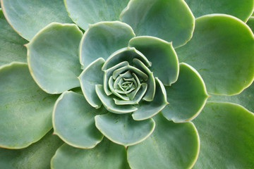Green cactus flower background