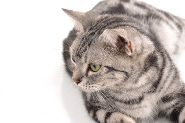 cat on white background.