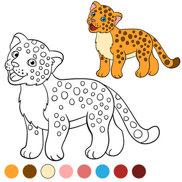 Coloring page with colors. Little cute baby jaguar.