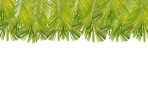 Palm leaf border isolated on white background