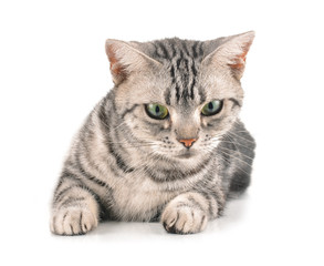 cat on white background.