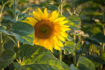 Head of sunflower