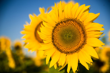 Sunflower grows in a field in Sunny weather.