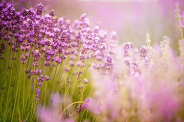 Fototapeta premium Meadow of lavender. Nature composition. Selective focus