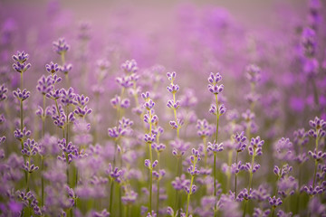 Meadow of lavender. Nature composition. Selective focus