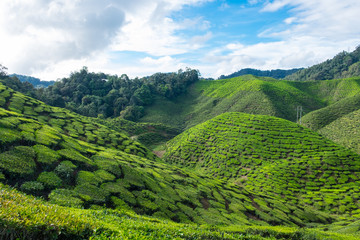 Mountain of tea plantations with blue sky near Cameron Valley