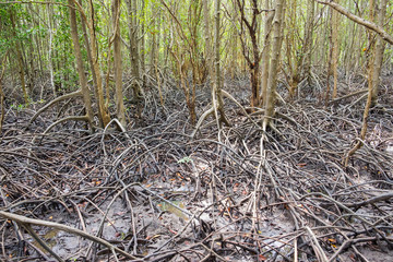 Mangrove forest located at Prasae, Rayong, Thailand