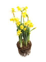 Yellow narcissus flower isolated