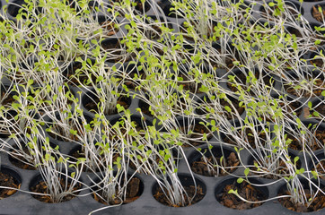 Chinese cabbage seedlings
