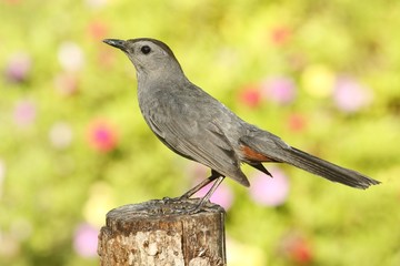 Gray Catbird (Dumetella carolinensis)