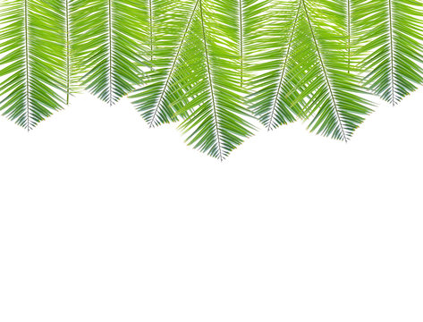 Palm leaf border isolated on white background