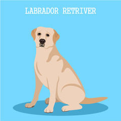 Fototapeta premium Labrador retriever